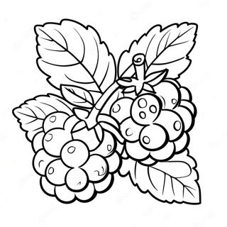 Framboos Fruit Kleurplaat | Framboos kleurplaat
