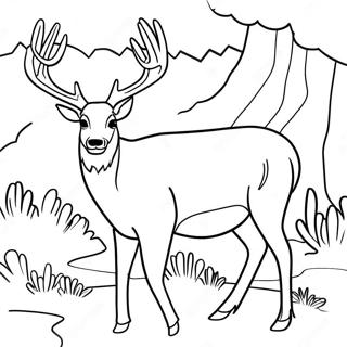 Mule Deer Kleurplaat | Mule Deer kleurplaat